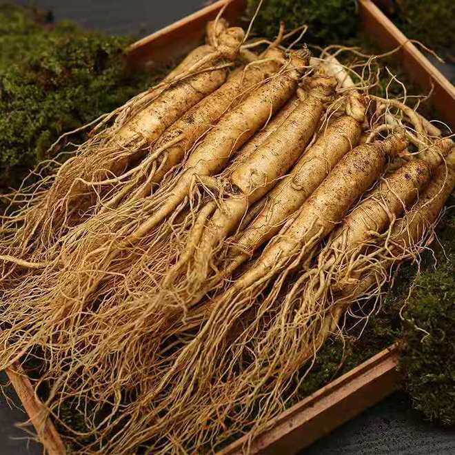 东北野山参价格,东北野山参价格，时代的印记与价值的波动