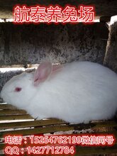 兔价行情走势分析