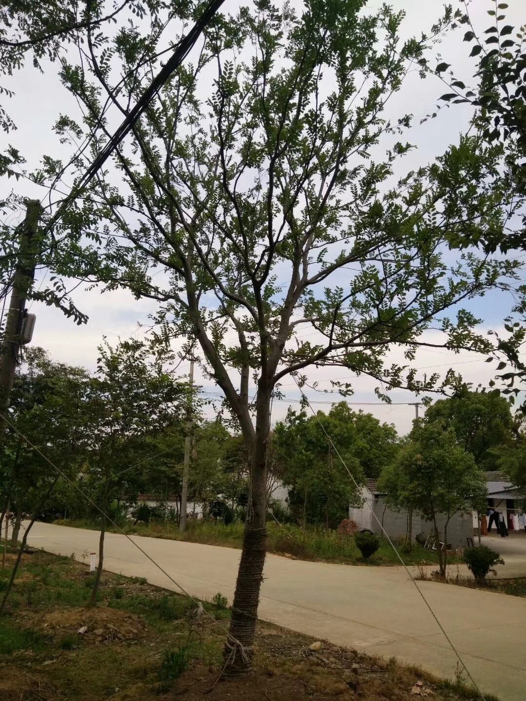 朴树的价格和行情分析🌲