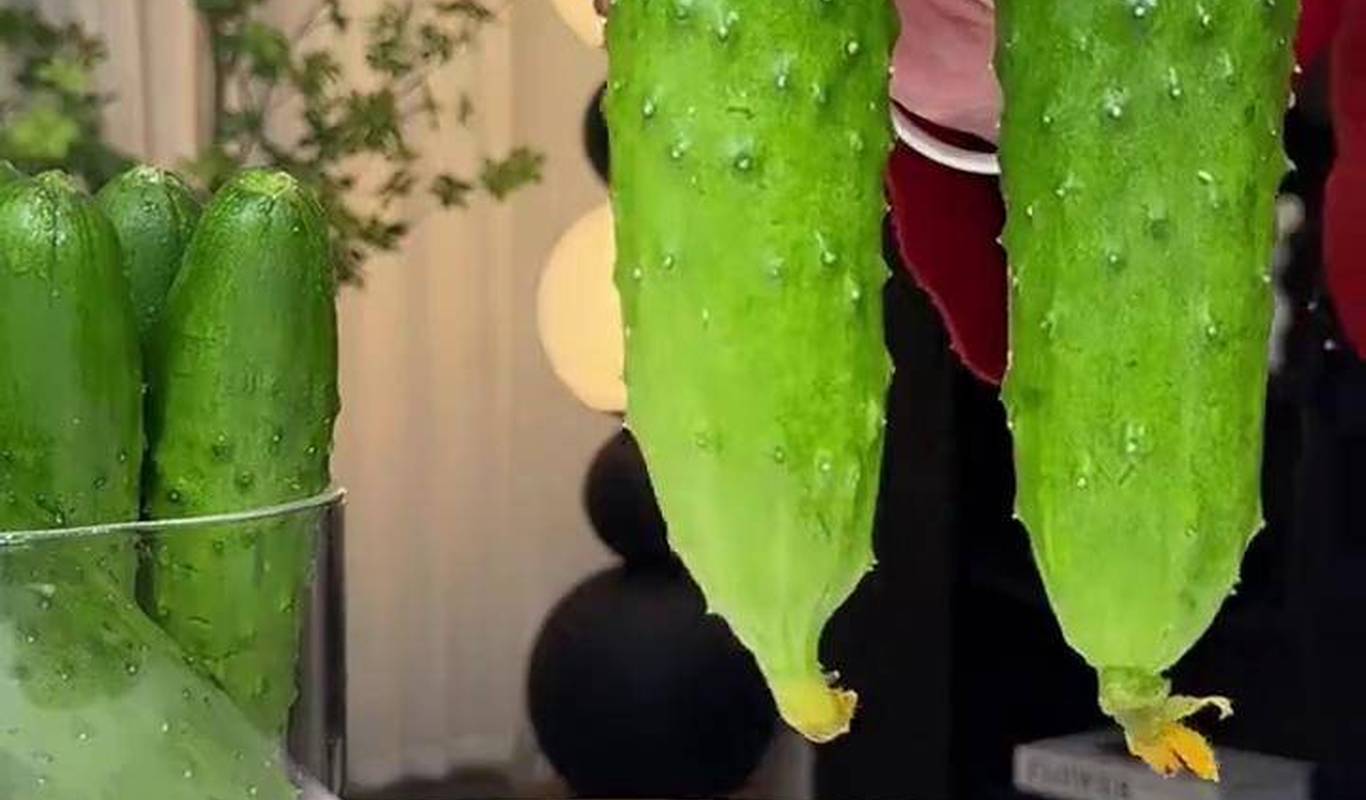 黄瓜视频下载最新版，时代背景下短视频巨头的迅速崛起