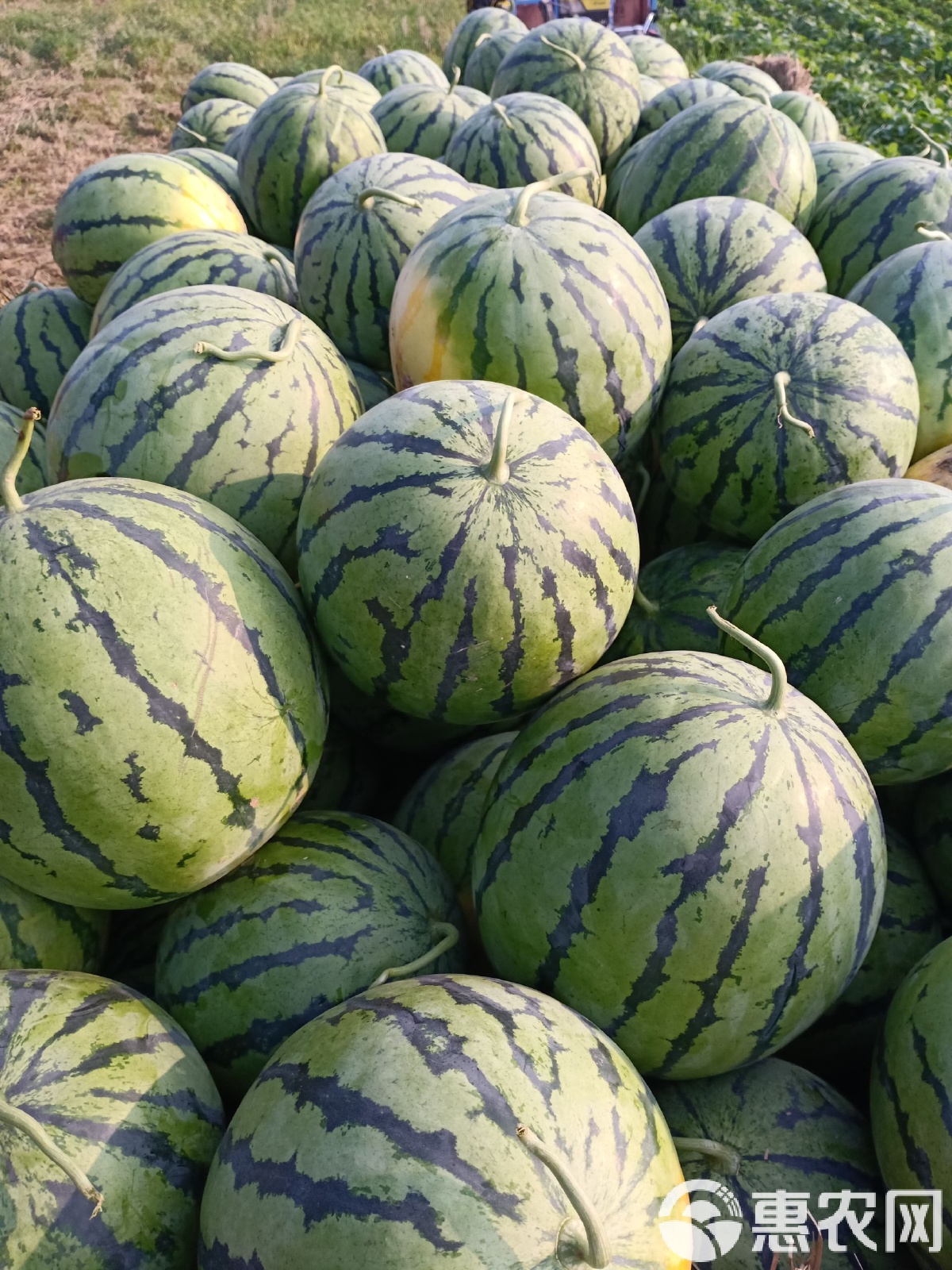 太康县西瓜最新价格，时代背景下的瓜价变迁